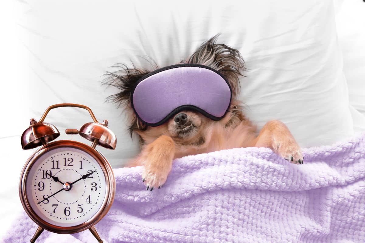 Chien couché en boule sur son panier, les yeux fermés, dans une pièce calme
