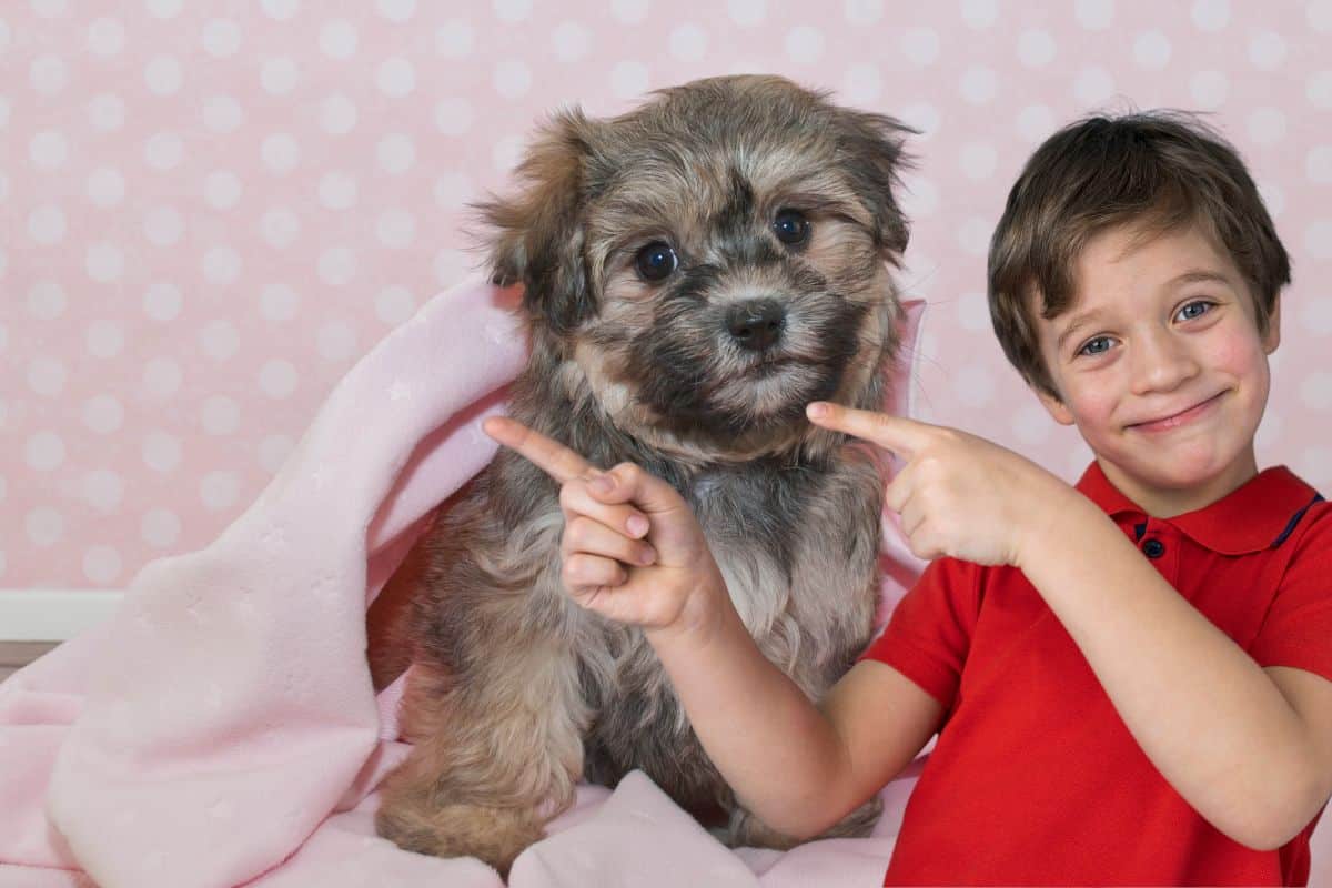 Bichon havanais au poil long assis près d'un enfant sur un tapis