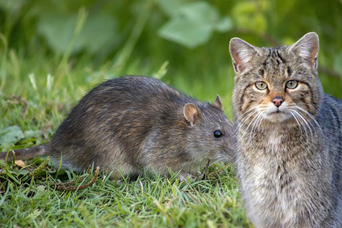 Clairière agricole bordée de forêt, milieu de chasse typique du chat forestier