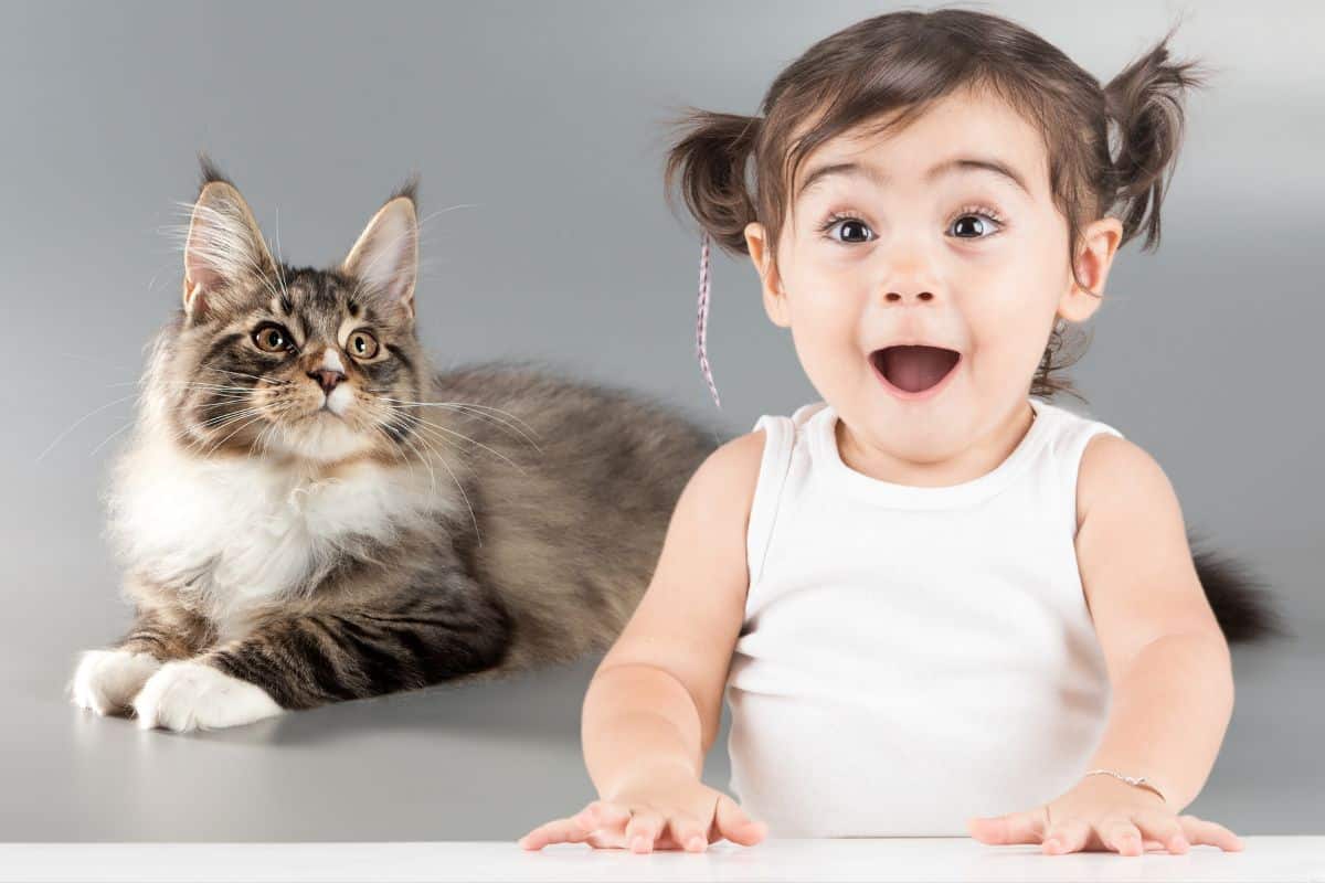 Maine Coon à poil long assis, oreilles à plumets et queue en panache déployée