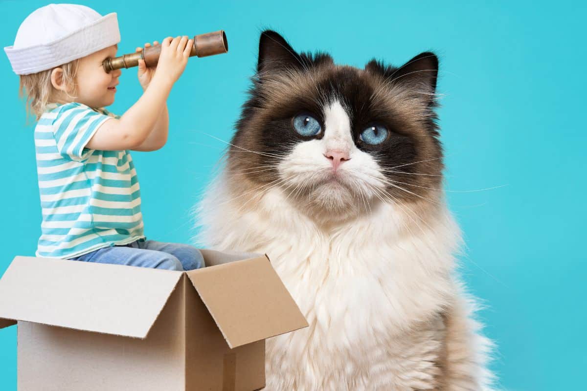 Ragdoll aux yeux bleus allongé sur le dos, pattes relâchées