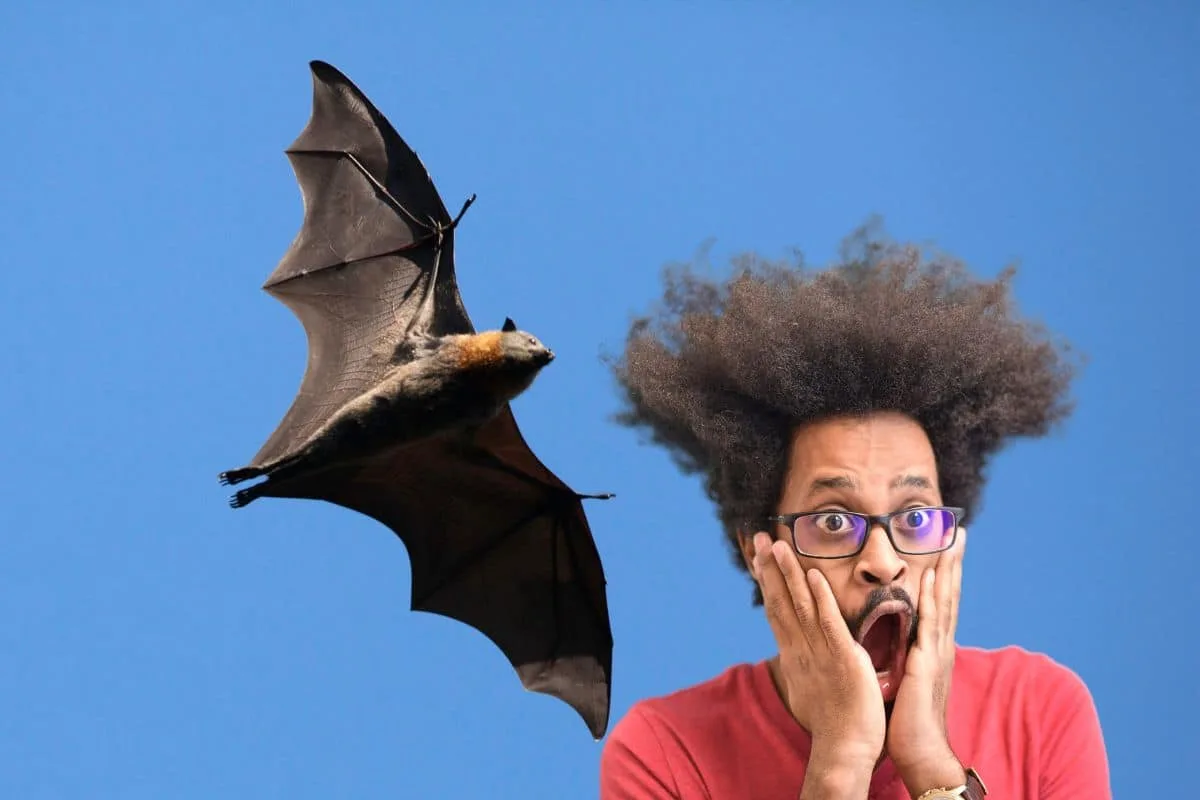 Chauve-souris suspendue dans l'obscurité, ailes repliées le long du corps