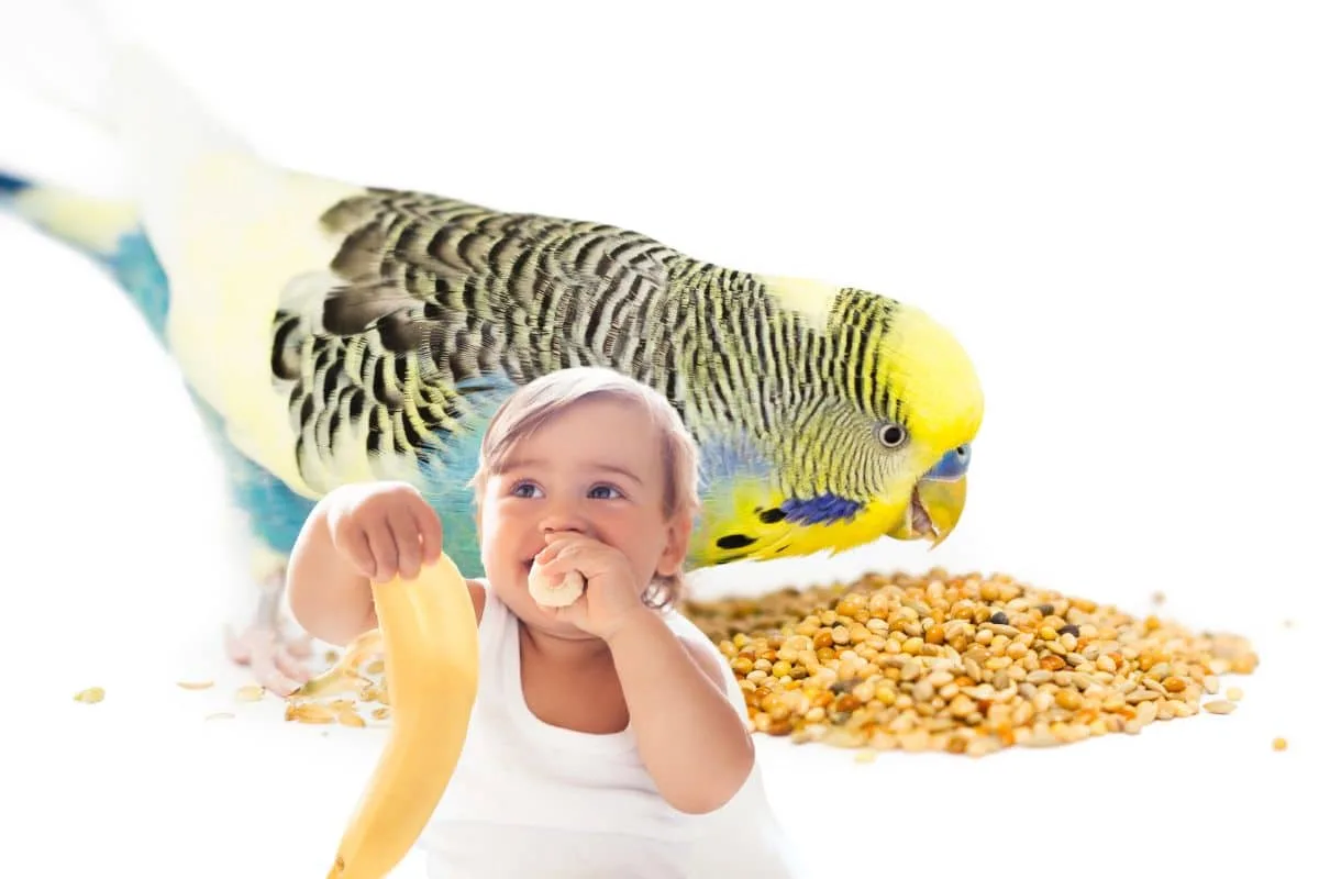Perruche picorant des morceaux de légumes frais dans sa coupelle