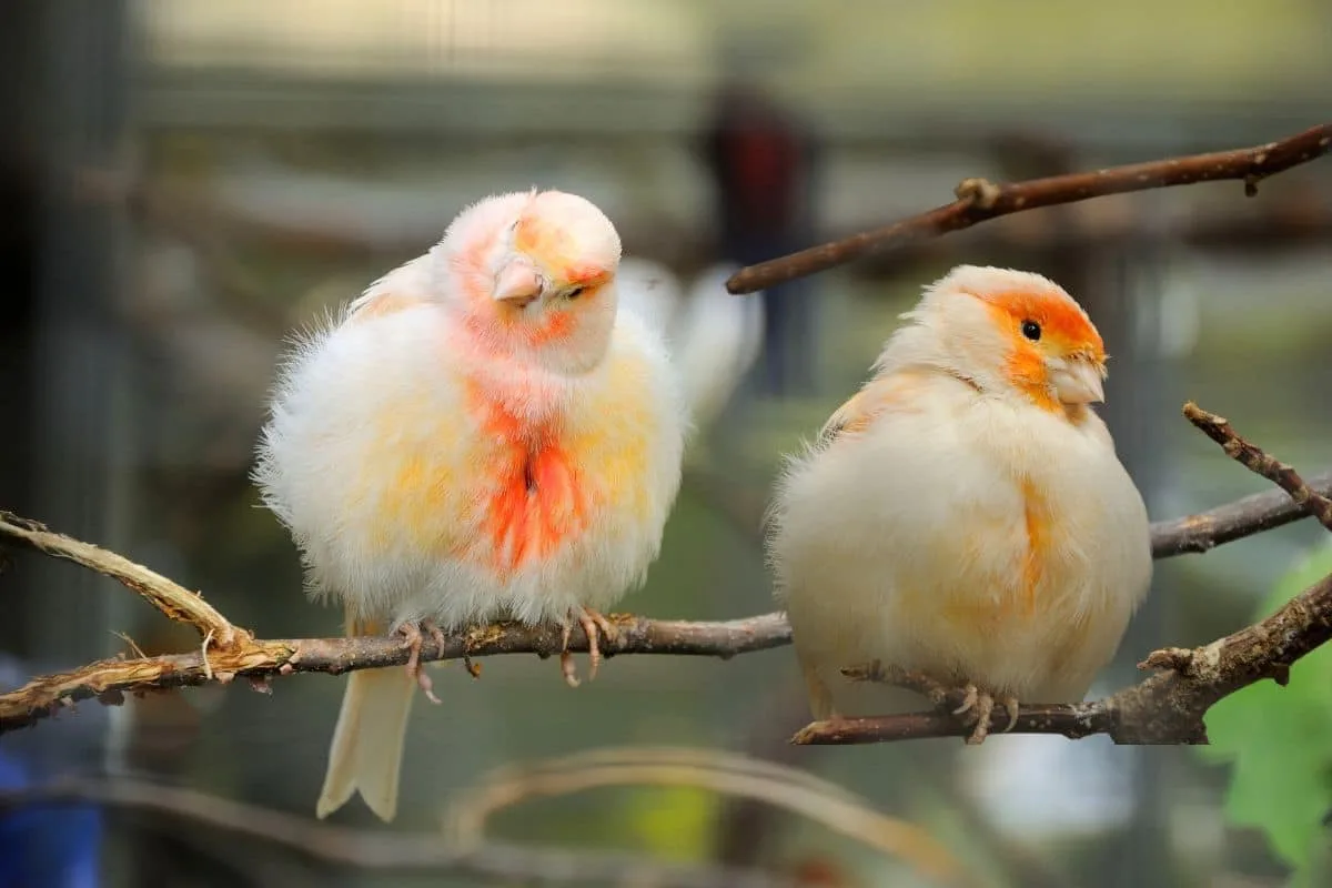 Canari jaune perché devant un nid garni dans une cage d'élevage
