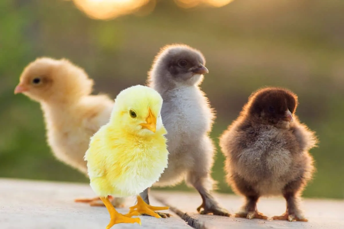 Poussins de quelques jours groupés sous une lampe chauffante dans leur poussinière