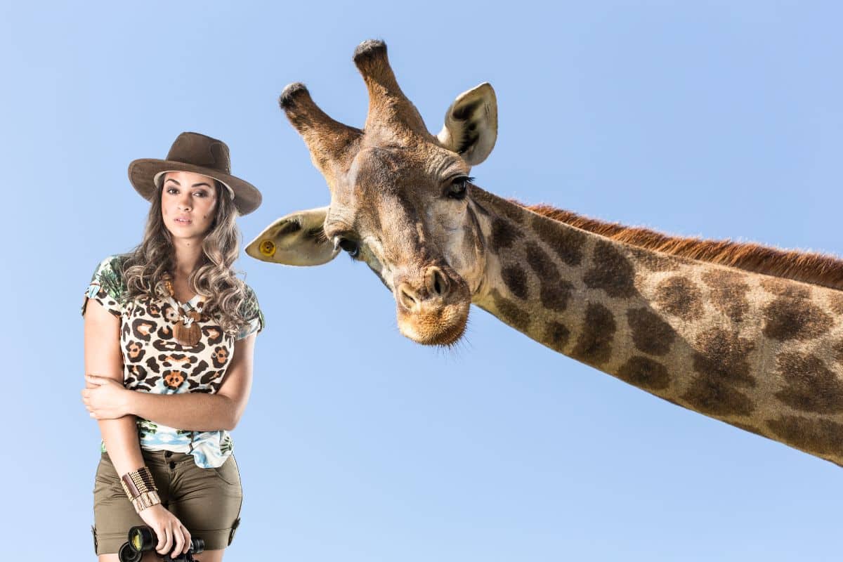 Deux girafes marchant dans la savane parmi les acacias au coucher du soleil