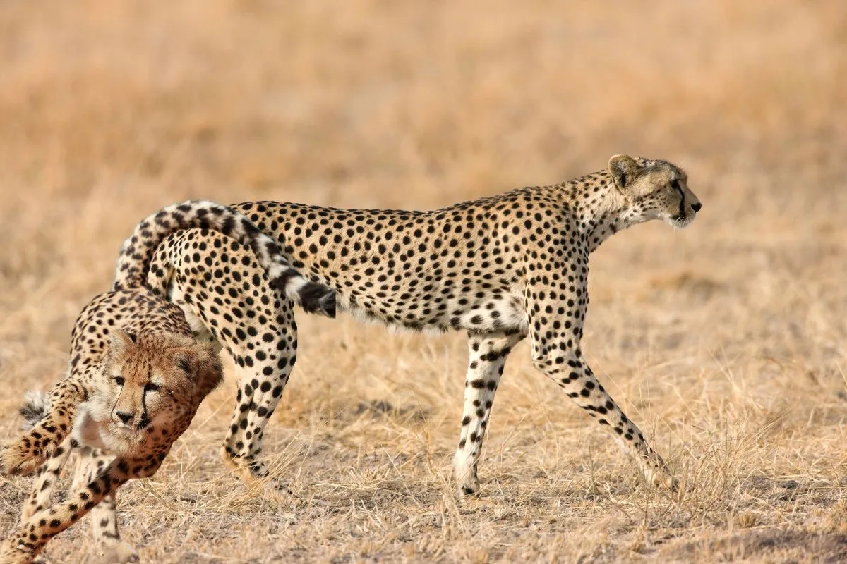 Guépard debout dans l'herbe sèche, larmiers noirs sous les yeux