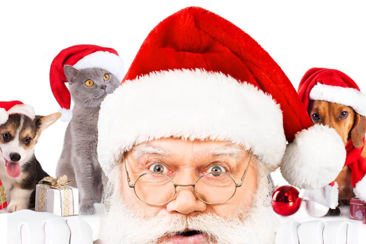 Chien et chat couchés près de paquets cadeaux et d'un jouet, au pied d'un sapin