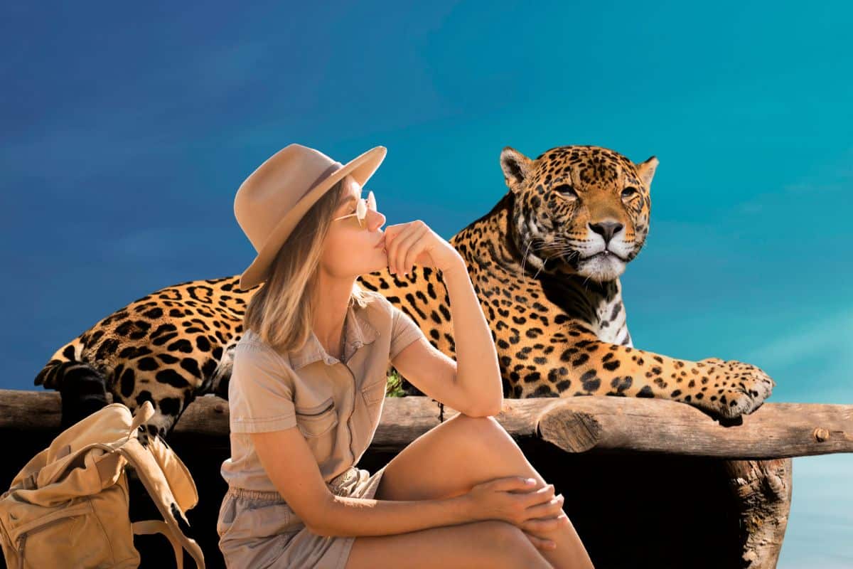 Jaguar au pelage tacheté de rosettes, observé de face dans la végétation