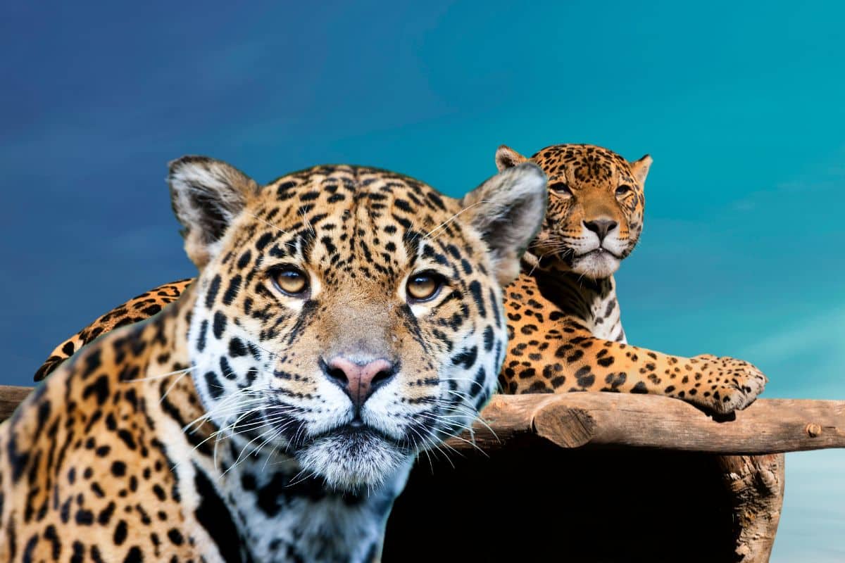 Jaguar au bord de l'eau, rosettes marquées d'un point noir central