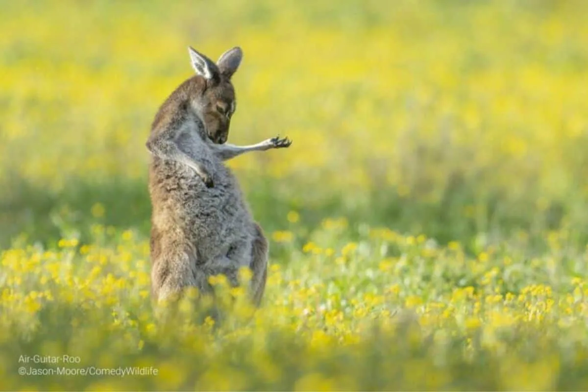 Un kangourou gris dressé sur ses pattes arrière dans une prairie, patte avant repliée vers le ventre