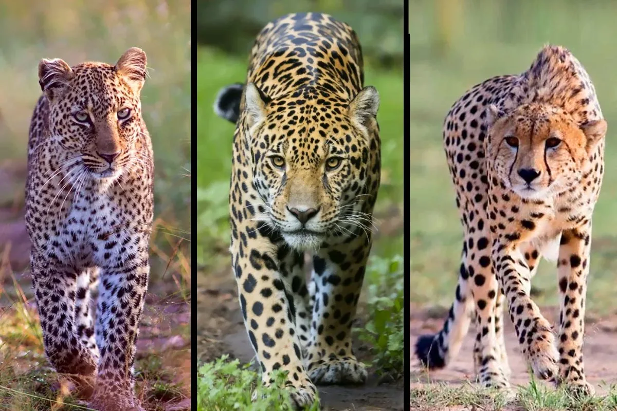 Trois grands félins tachetés côte à côte, jaguar, léopard et guépard