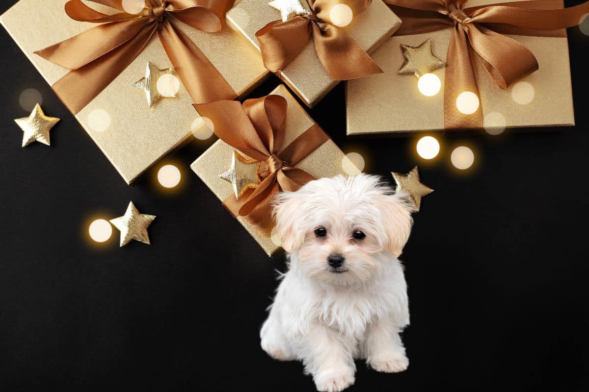 Chaton et chiot côte à côte devant des paquets cadeaux, dans un salon décoré