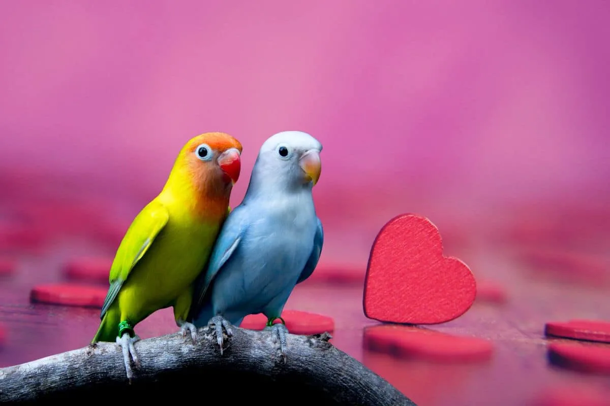 Deux inséparables au plumage vert et à la face rose perchés côte à côte