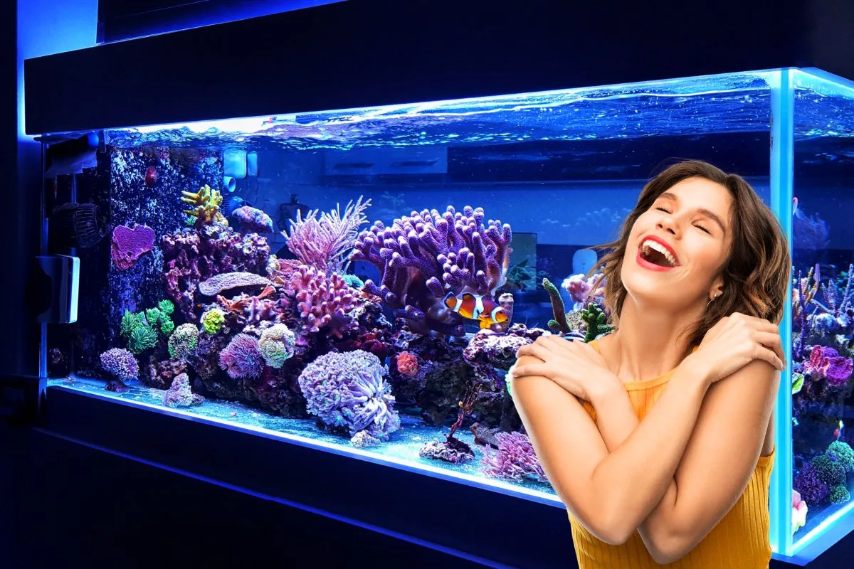 Poisson rouge nageant dans un aquarium planté et éclairé