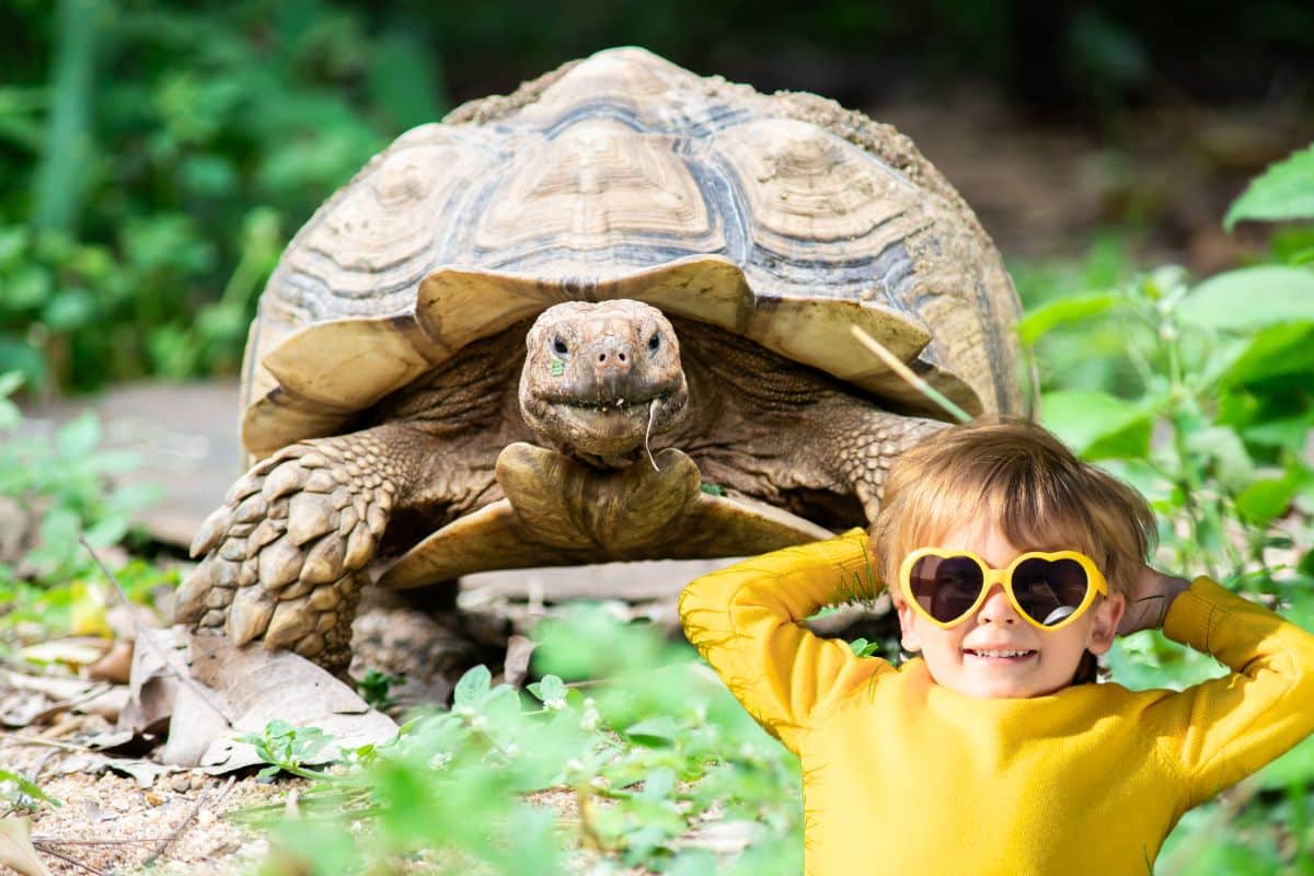 Tortue terrestre en train d'avancer sur un sol de terre et d'herbe sèche