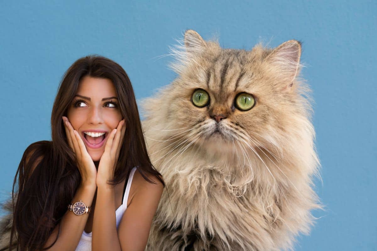 British Longhair bleu au pelage mi-long dense, joues rondes et yeux cuivre