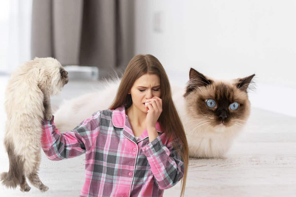 Ragdoll colourpoint aux yeux bleus allongé sur un tapis clair