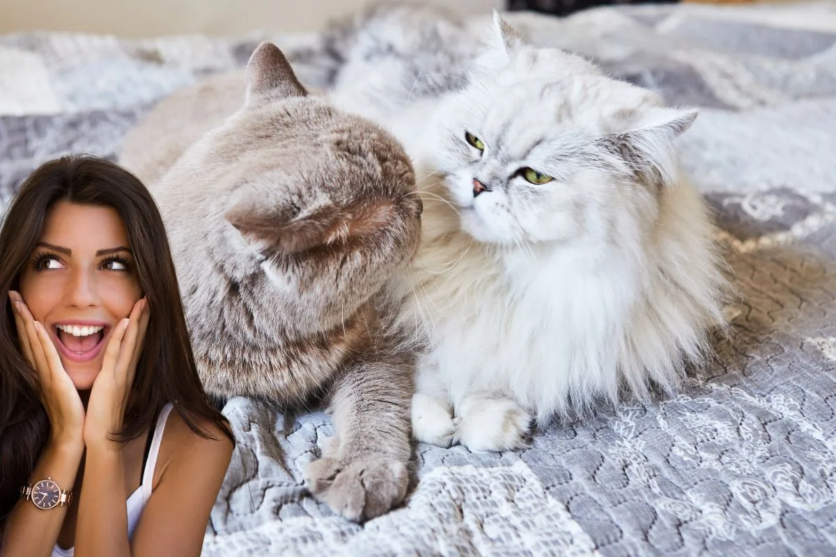Un British Shorthair gris au poil ras à côté d'un British Longhair au pelage mi-long