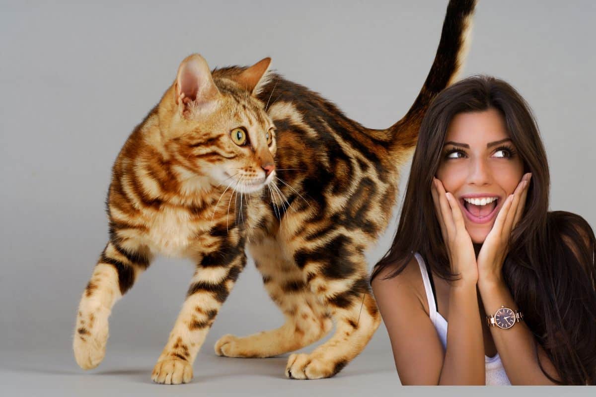 Chat Bengal à la robe tachetée de rosettes brunes, en position d'affût