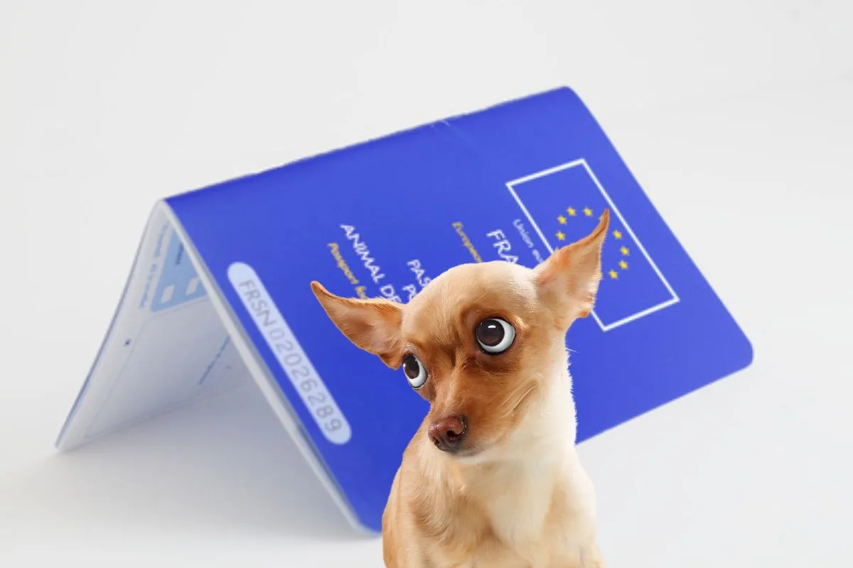 Passeport européen bleu ouvert posé à côté d'un chien attendant un contrôle