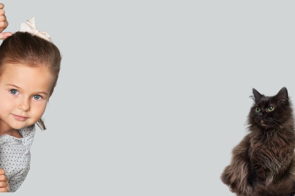 Chat au poil mi-long chocolat, yeux ambrés, assis de profil sur fond clair